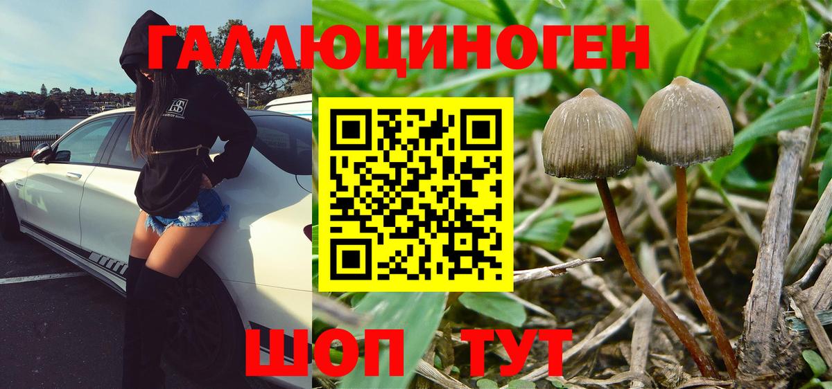 Братск  Галлюциногенные грибы GOLDEN TEACHER  Вход с VPN  Галлюциногенные грибы Psilocybe 